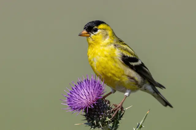 A bright yellow american goldfinch perched on the head of a blooming purple thistle flower
