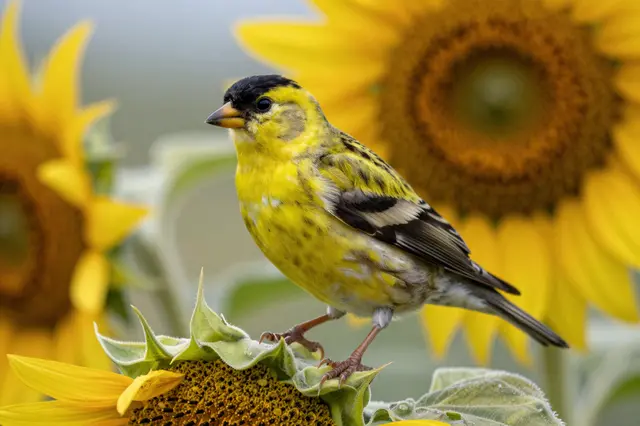 A bright yellow american goldfinch perches on the edge of a sunflower, with blurred sunflowers in the soft background.