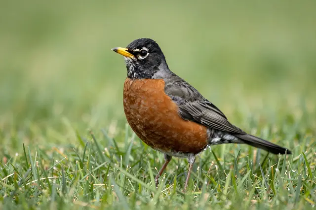 An american robin stands upright on lush green grass with a soft blurred background