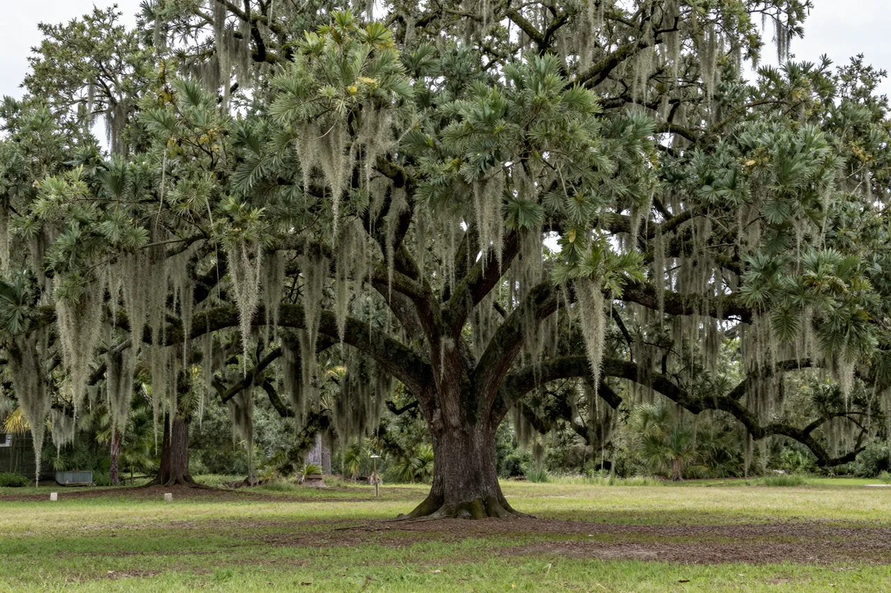 A massive spreading live oak draped in spanish moss stands in an open grassy park under overcast skies