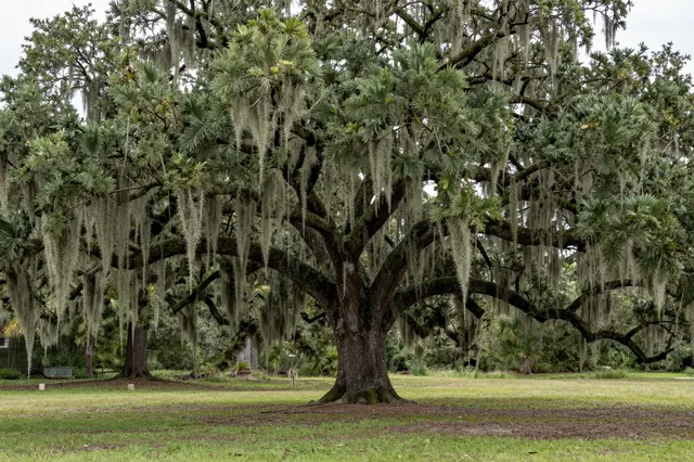 A massive spreading live oak draped in spanish moss stands in an open grassy park under overcast skies
