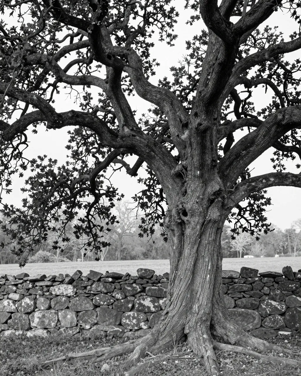 Black and white view of a gnarled old oak tree standing beside a stacked dry stone wall in open countryside.