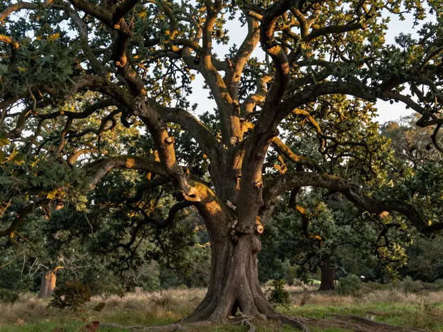 A gnarled ancient oak tree stands bathed in warm golden evening sunlight in a grassy woodland clearing