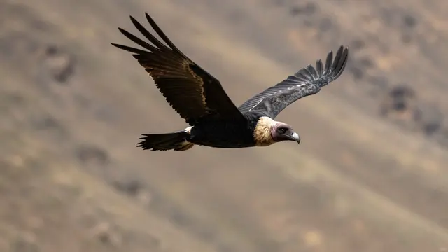 An andean condor flies with outstretched wings above blurred arid andean mountain slopes