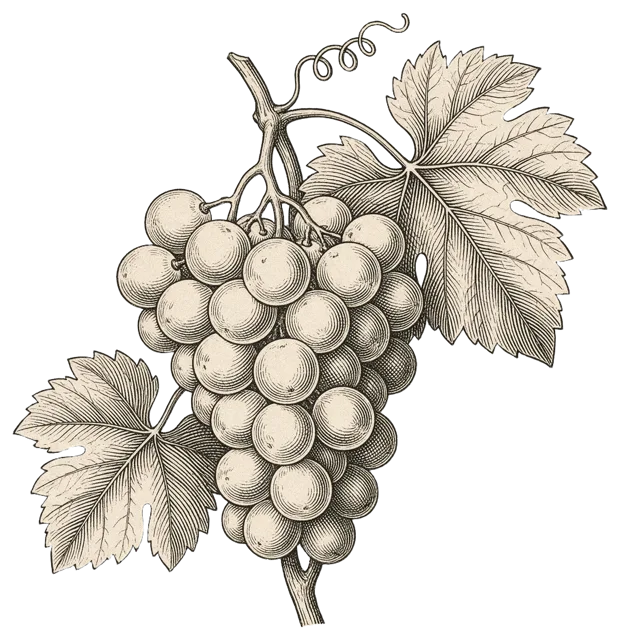 Vintage line engraving of a grape cluster attached to a twisted vine with two leaves and a curling tendril