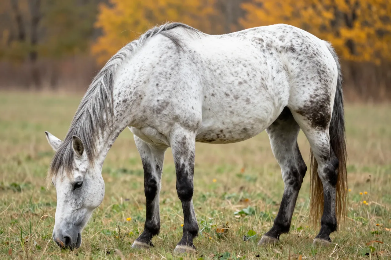 A spotted Appaloosa horse grazes in a grassy autumn field with fall trees in the background