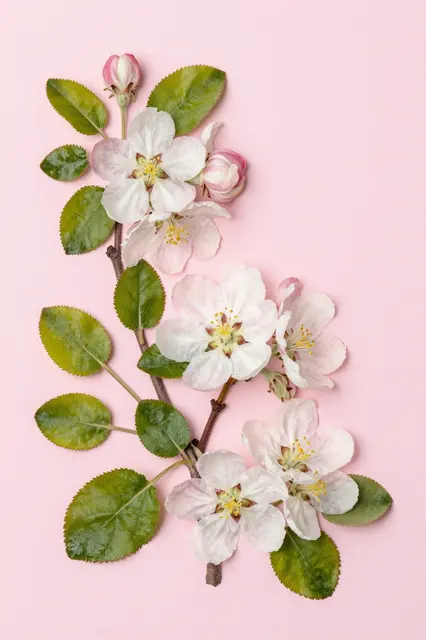 Overhead flat lay of apple blossom branch with green leaves arranged on pale pink paper