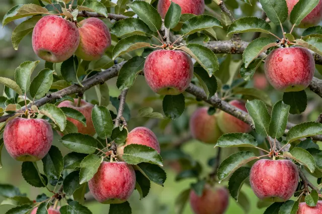 Ripe red apples dotted with water droplets hang from an apple tree branch among green serrated leaves