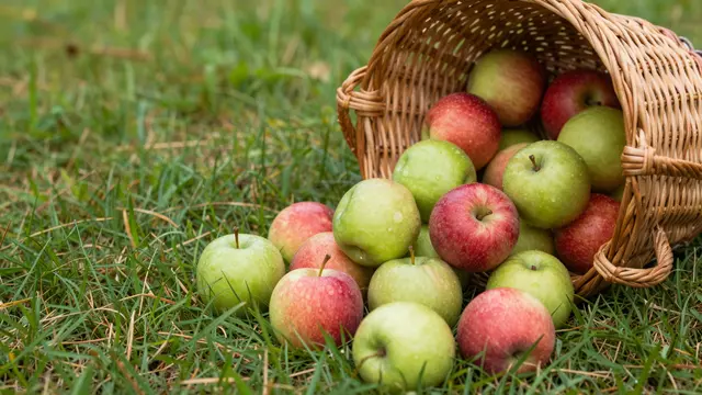 Red and green apples tumble from a tipped wicker basket onto grass, with empty left side space.