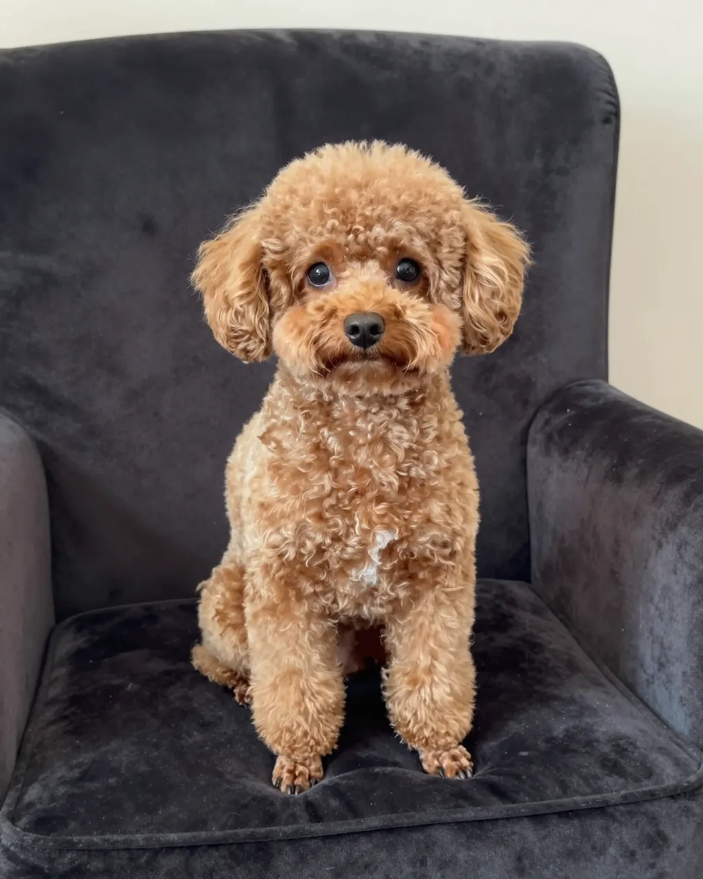 An apricot miniature poodle sits upright facing the camera on a dark velvet armchair.