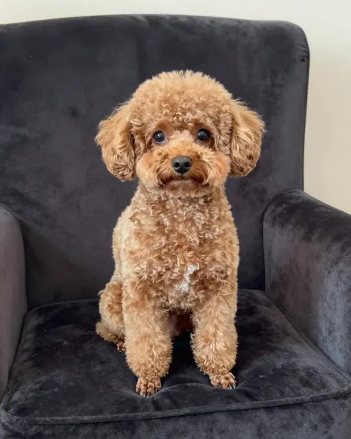 An apricot miniature poodle sits upright facing the camera on a dark velvet armchair.