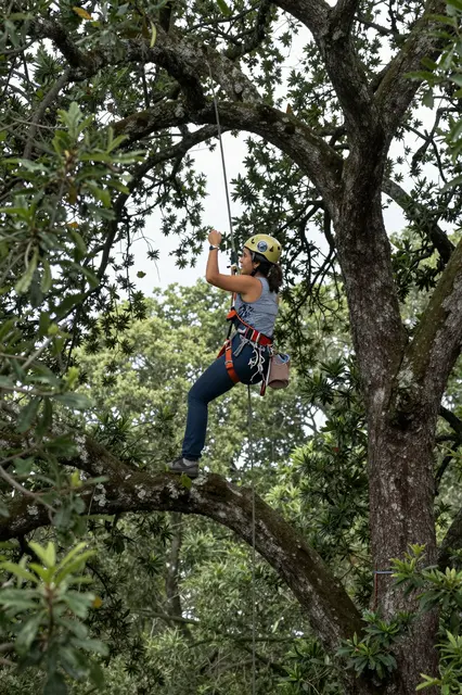 Female arborist in safety harness stands on a high tree branch holding climbing rope