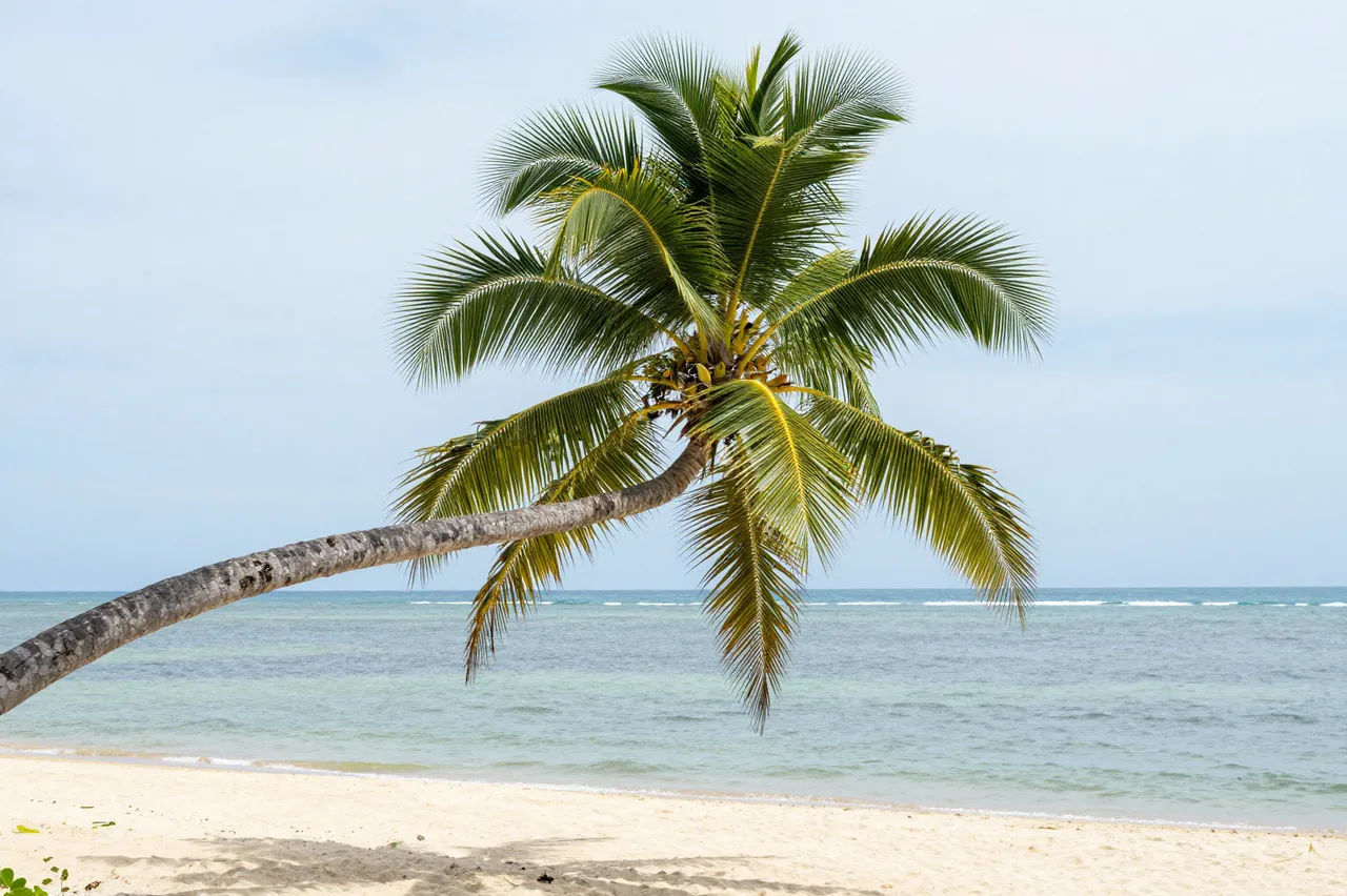 A leaning coconut palm tree stretches over a sandy beach beside calm turquoise lagoon water under a pale daytime sky