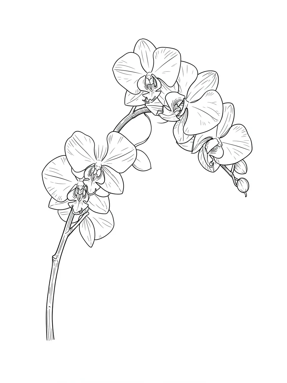 Fine black line drawing of an arching orchid stem with open blooms on a plain white background