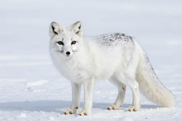 An arctic fox in white winter fur stands still on bright snowy ground looking at the camera
