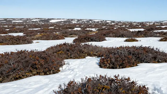 Patchy snow sits between low brown tundra shrubs under a pale clear blue sky