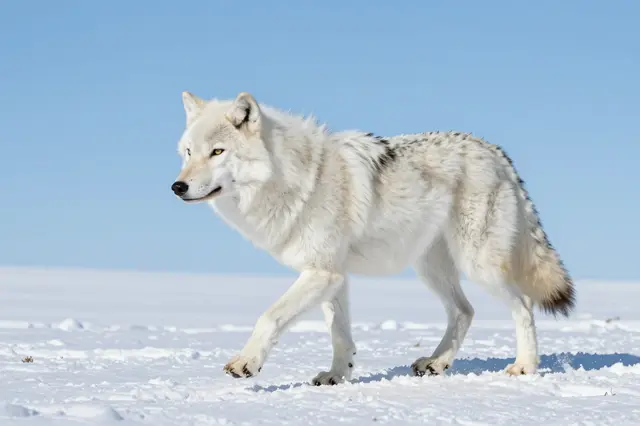 A white arctic wolf walks across open snowy tundra beneath a clear pale blue sky.