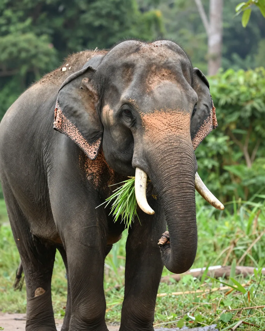 An Asian elephant stands at the edge of a forest holding green grass near its mouth