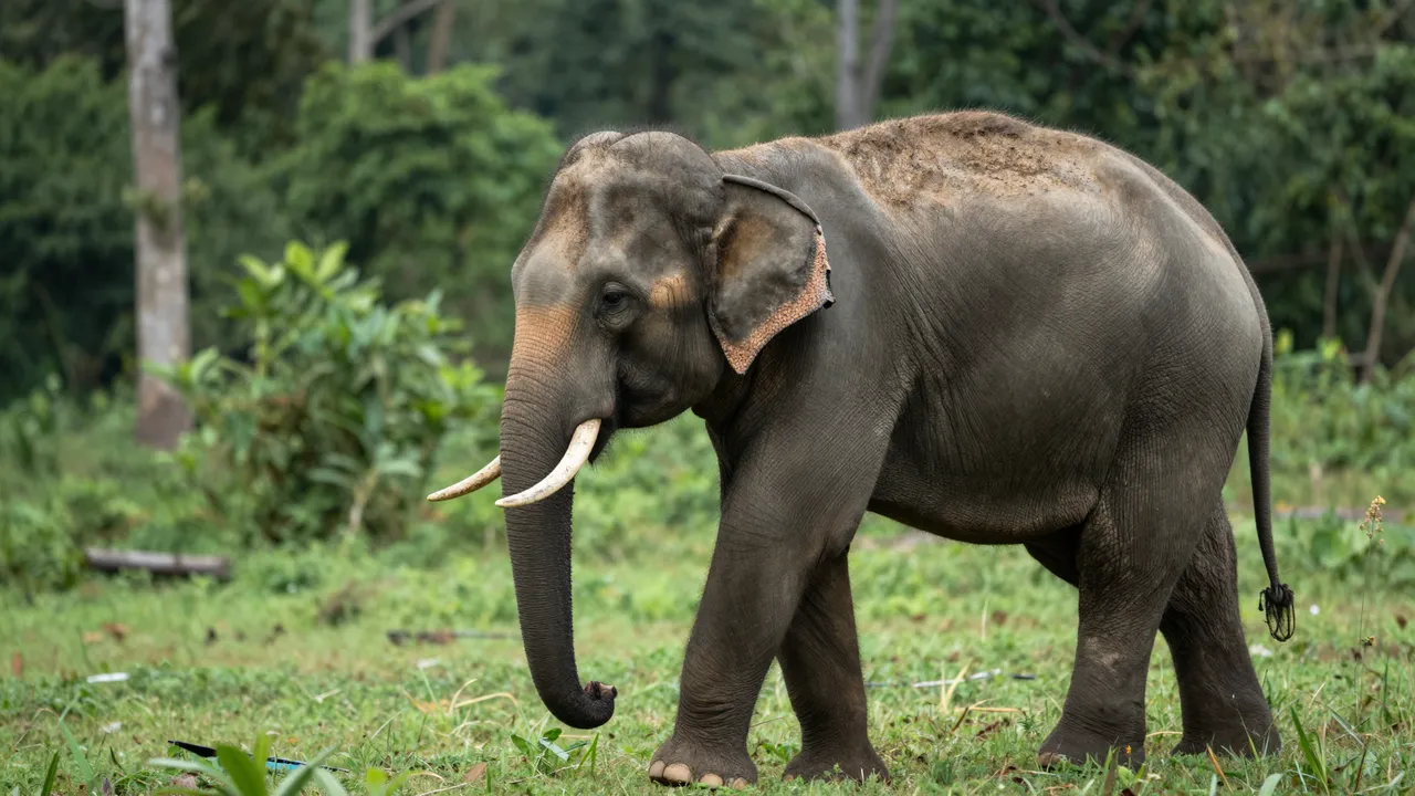An Asian elephant walks slowly across a sun-dappled green forest clearing