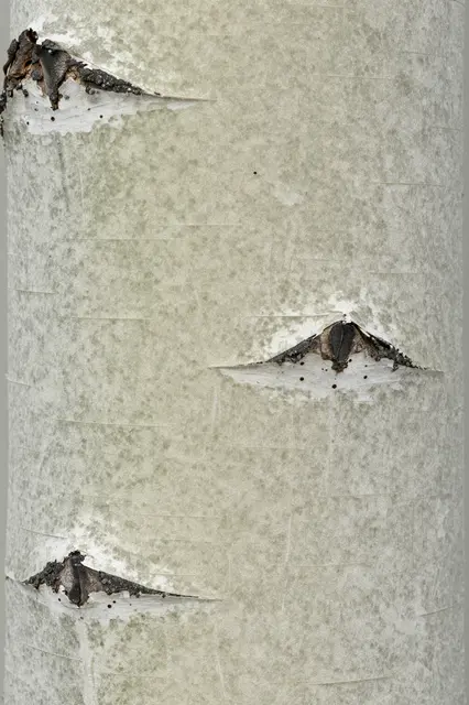 Full frame close-up of pale aspen bark marked with dark horizontal scar patterns