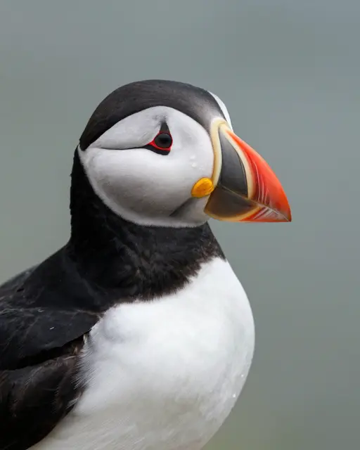 Close-up portrait of an Atlantic puffin with a bright colorful beak against a soft blurred gray background