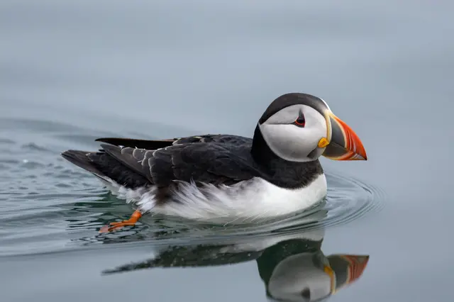 Side view of an Atlantic puffin with a colorful beak floating on calm blue-gray water with a clear reflection.