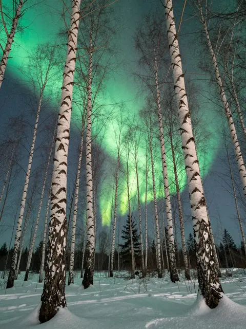 Green northern lights glow above tall bare birch trees in a snow-covered winter forest