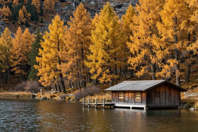 Weathered wooden boathouse sits on a calm alpine lake surrounded by golden larch trees in fall.
