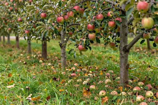 Rows of apple trees laden with ripe fruit, with fallen apples scattered across grassy ground