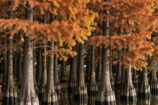 Dense bald cypress trees with warm orange autumn foliage stand in still swamp water