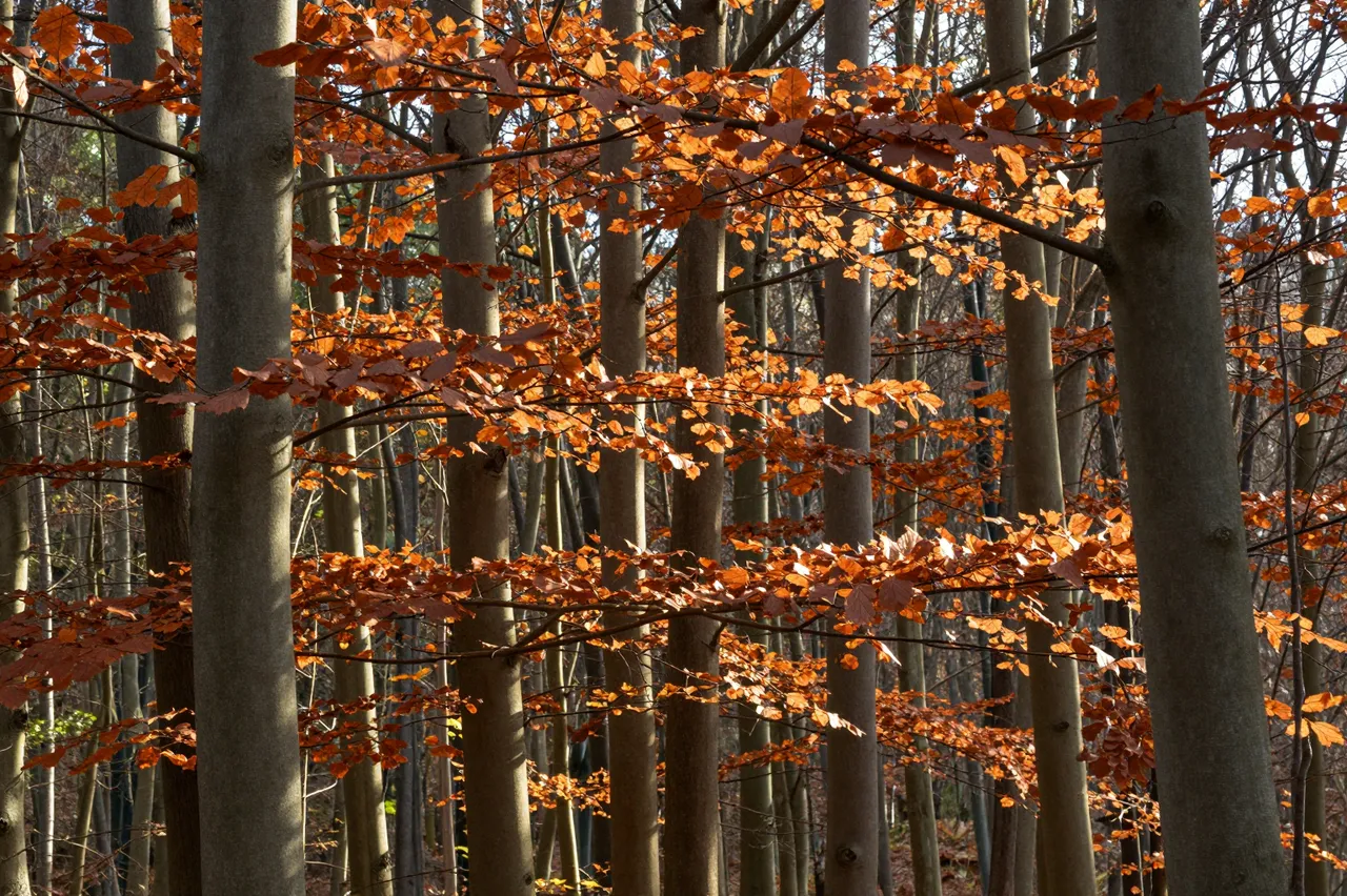 Sunlight filters through copper orange beech leaves between smooth grey tree trunks in an autumn forest