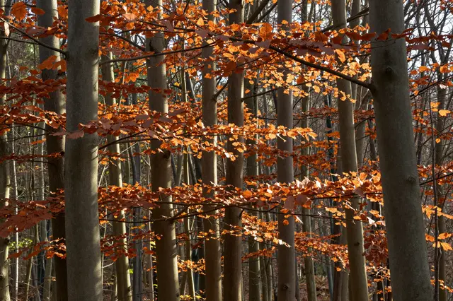 Sunlight filters through copper orange beech leaves between smooth grey tree trunks in an autumn forest