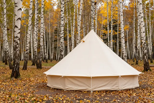 Canvas bell tent set on fallen leaves in a golden autumn birch forest under overcast light
