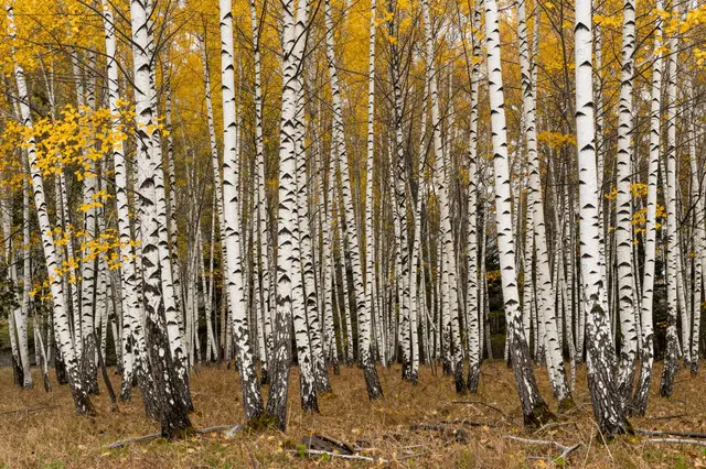 Dense stand of white-barked birch trees with bright yellow autumn leaves covers a dry forest floor