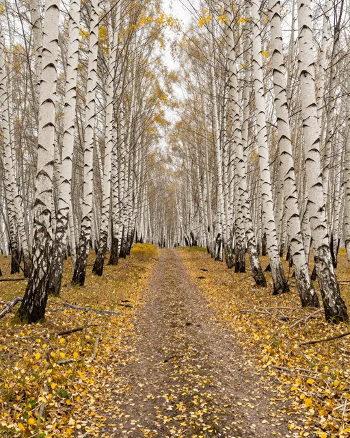 A dirt trail lined with yellow fallen leaves winds through a dense birch forest under overcast skies