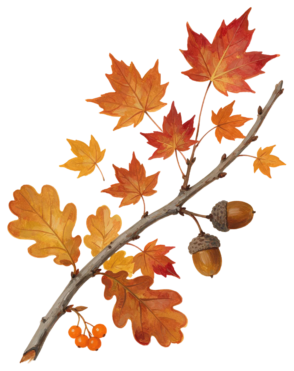 Gouache illustration of a curved autumn branch with oak leaves, maple leaves, acorns and orange berries.