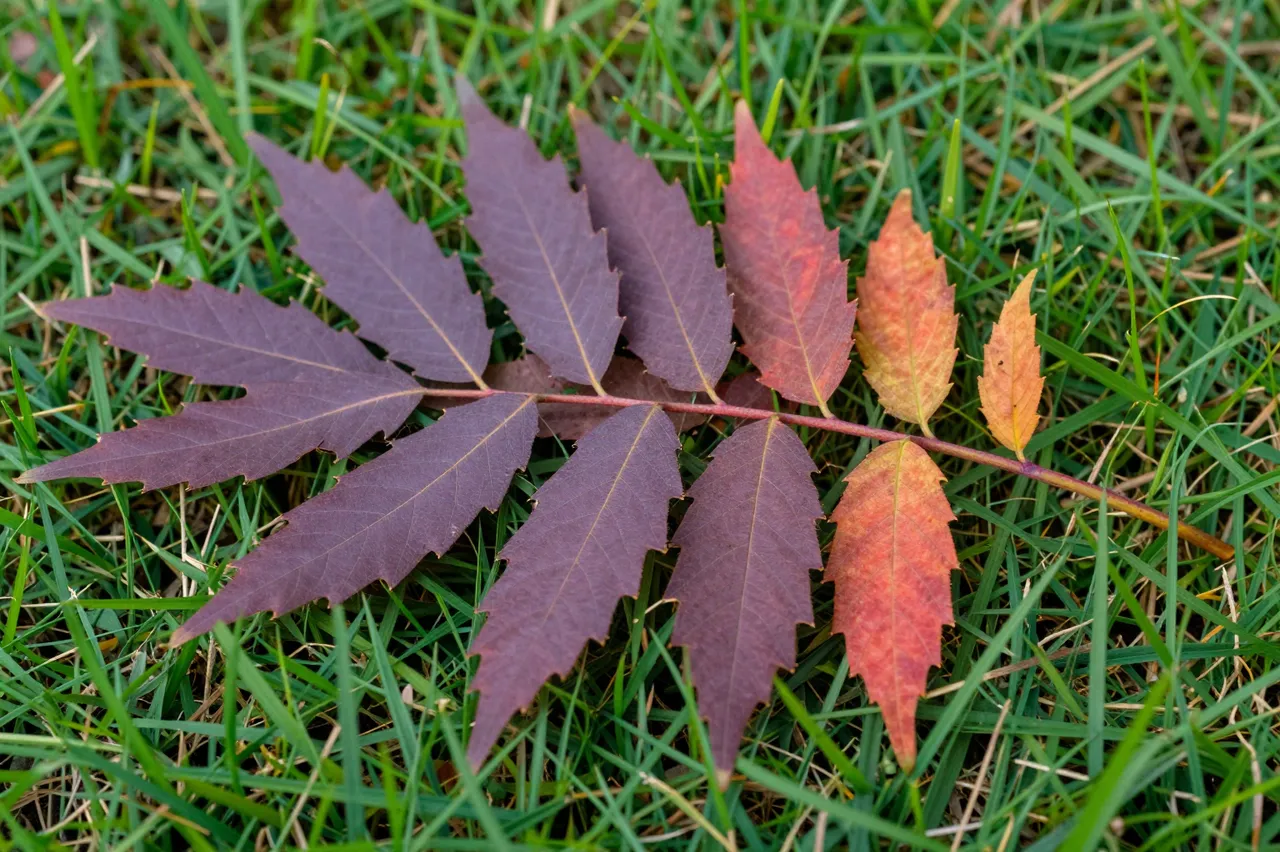A serrated compound leaf in purple, red and orange shades rests on green lawn grass