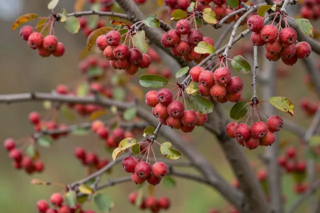 Close-up of crabapple tree branches heavy with bright red small fruit and fading autumn leaves