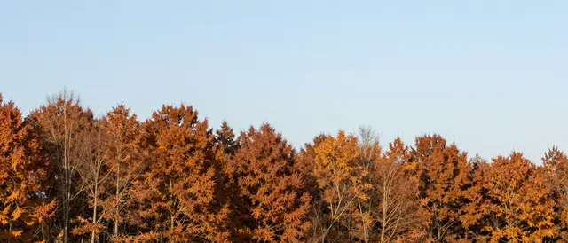 Orange autumn treetops stretch across the frame below a clear soft light blue sky