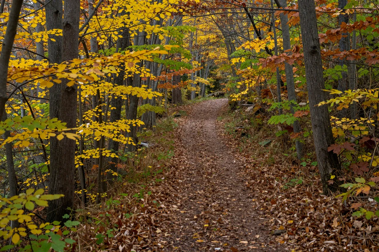 A winding dirt trail leads through a dense forest lined with bright fall colored foliage.