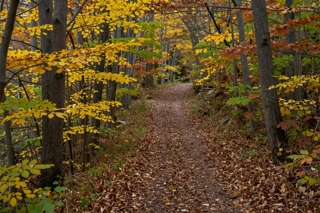 A winding dirt trail leads through a dense forest lined with bright fall colored foliage.
