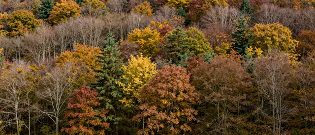A wide panoramic view of a dense hillside forest filled with vibrant fall foliage and evergreen trees.