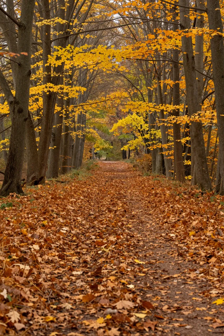 A leaf-covered dirt path winds through a golden autumn forest under soft morning light