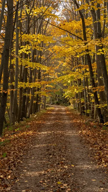 A dirt forest path winds through tall trees lined with bright golden autumn leaves
