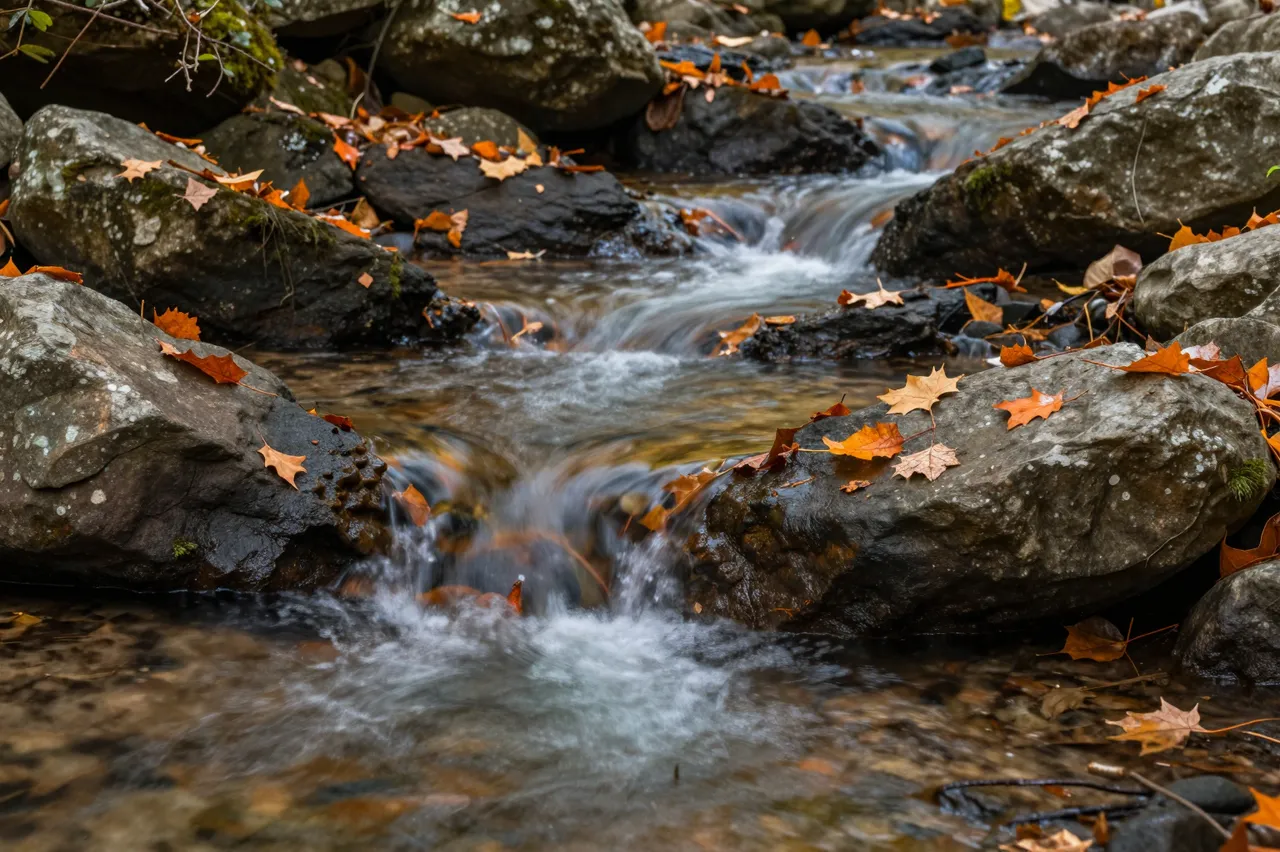 Small cascading forest stream flows over wet boulders dotted with bright orange fall leaves