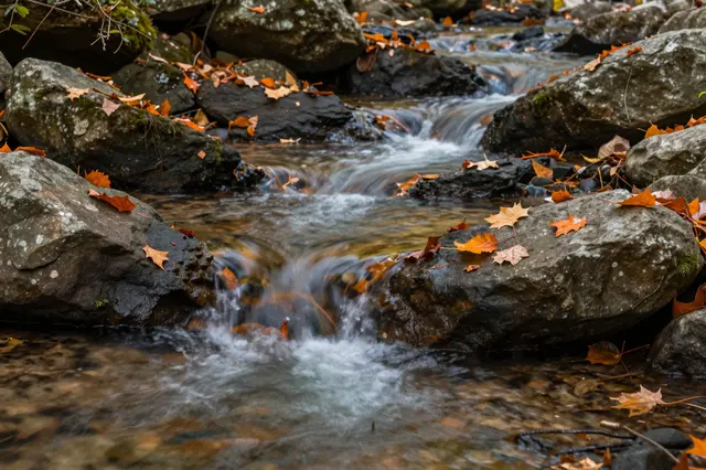 Small cascading forest stream flows over wet boulders dotted with bright orange fall leaves