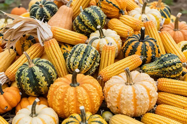 A dense overflowing pile of assorted gourds, ornamental corn, and small pumpkins for fall harvest decor.