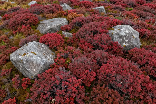 Aerial view of a heath covered in vivid red autumn blueberry bushes scattered with large gray boulders