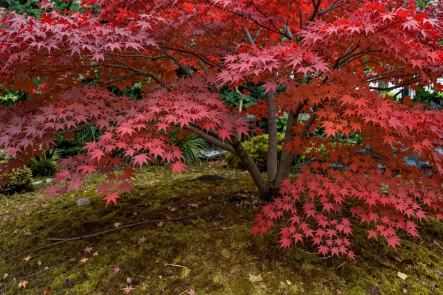 Red japanese maple tree with fall foliage arching over a lush mossy garden bed