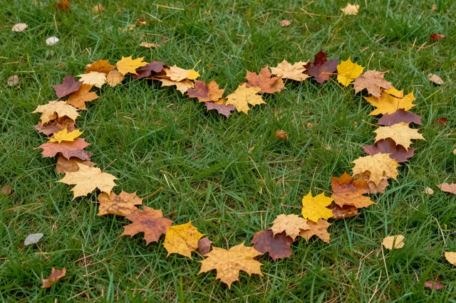 A heart shape arranged from colorful fallen maple leaves rests on green grass.